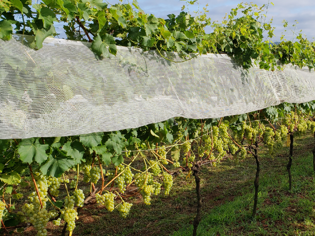 Leia mais sobre o artigo Estação Experimental da Epagri em Videira promove Dia de Campo sobre uvas viníferas resistentes a doenças nesta quarta-feira, 10