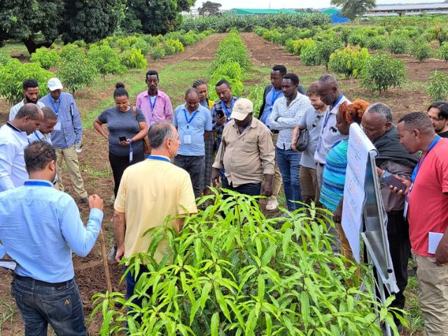 Leia mais sobre o artigo Epagri capacita técnicos da Etiópia para produção sustentável de hortaliças