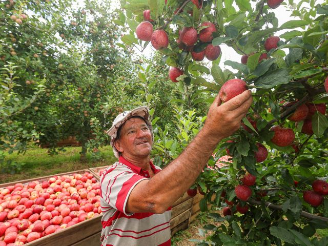 Leia mais sobre o artigo SC dá início à safra nacional da maçã com expectativa de colher cerca de 500 mil toneladas da fruta