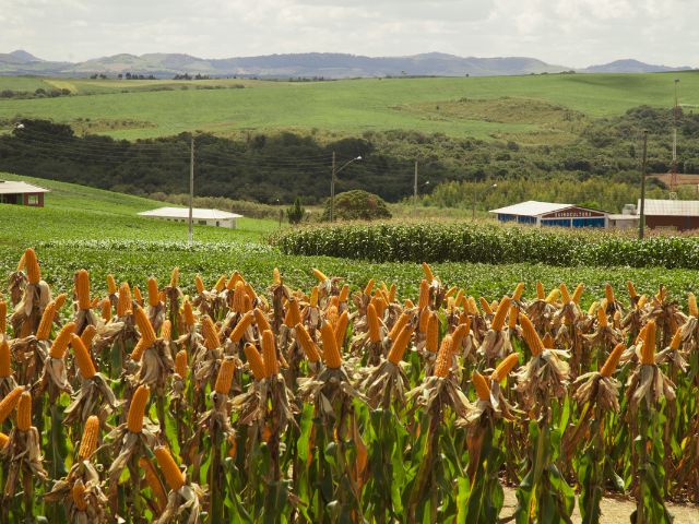 Leia mais sobre o artigo Giro da Safra apresenta dados atualizados sobre as lavouras de milho no Planalto Norte de SC nesta quinta, 22