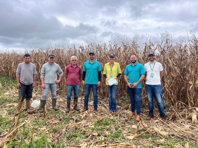 Leia mais sobre o artigo Giro da Safra: Planalto Norte de SC deve colher quase 280 mil toneladas de milho