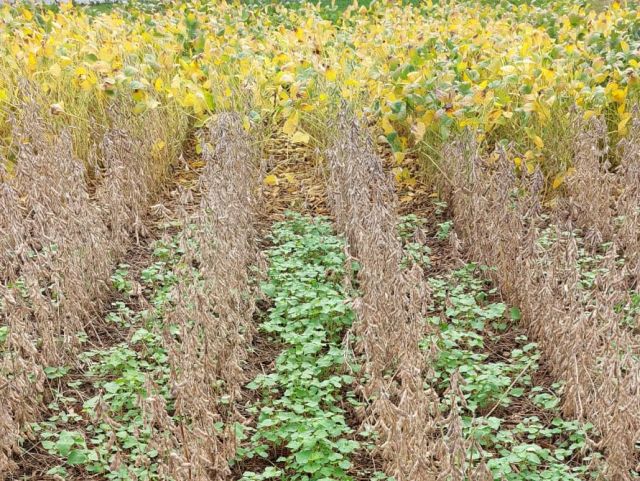 Leia mais sobre o artigo Epagri apresenta tecnologias para conservação do solo em lavoura de grãos durante o 28° Show Tecnológico Copercampos