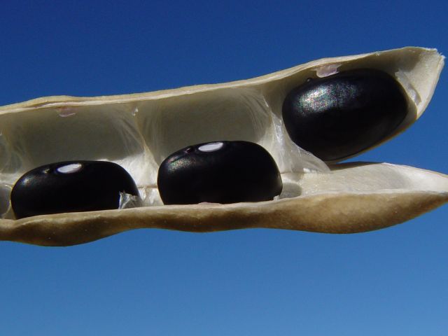 Leia mais sobre o artigo Boletim Agropecuário registra alta no preço do feijão-preto e queda no valor da saca de soja e milho 