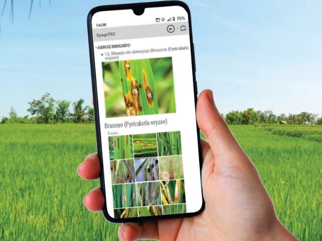 Leia mais sobre o artigo Plataforma da Epagri disponibiliza informações técnicas sobre arroz irrigado