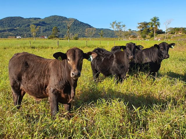 Leia mais sobre o artigo Evento da Epagri neste sábado, 23, incentiva pecuária de corte na Grande Florianópolis