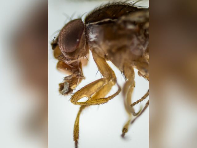 Leia mais sobre o artigo Pesquisadores da Epagri identificam nova praga de frutíferas em SC