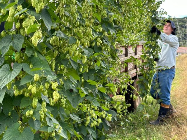 Leia mais sobre o artigo Epagri estuda viabilidade da produção de lúpulo no Planalto Sul catarinense