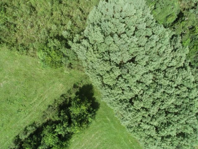 Leia mais sobre o artigo Pesquisa da Epagri pretende usar drone para coleta e sistematização de dados da bracatinga, árvore nativa do Brasil