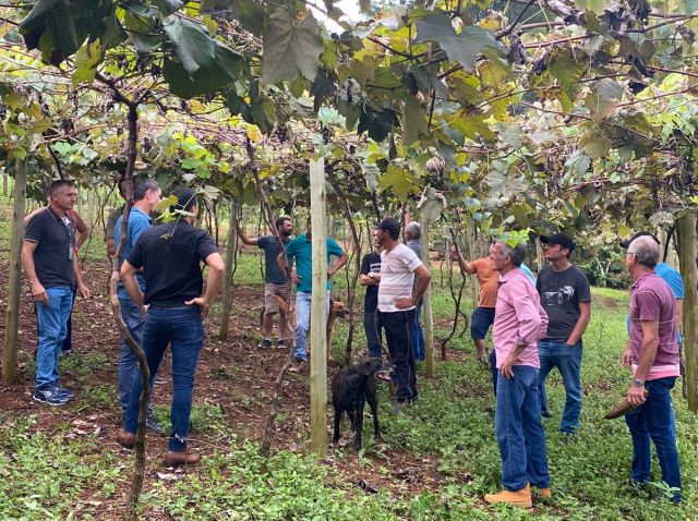 Leia mais sobre o artigo Epagri promove curso para aperfeiçoar a produção de uva no Oeste Catarinense