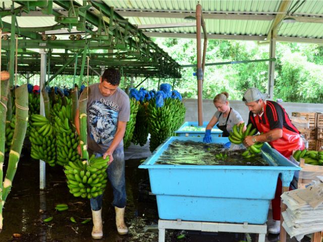 Leia mais sobre o artigo Epagri disponibiliza gratuitamente versão digital de livro para aprimorar produção de banana em SC