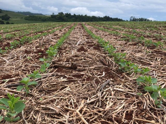 Leia mais sobre o artigo Cultivares de soja da Embrapa testados pela Epagri apresentam produtividade acima da média em Descanso