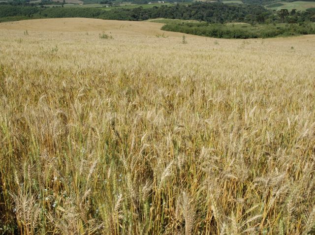 Leia mais sobre o artigo Governo de SC deve investir R$3,2 milhões para incentivar cultivo de cereais de inverno em 2024