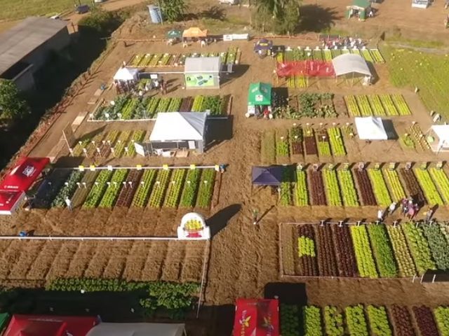 Leia mais sobre o artigo Dia de Campo em Antônio Carlos apresenta tecnologias sustentáveis para o cultivo de hortaliças