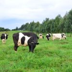 Estudo da Epagri revela que uso de pastagens perenes tem potencial para reduzir a emissão de gases de efeito estufa na pecuária