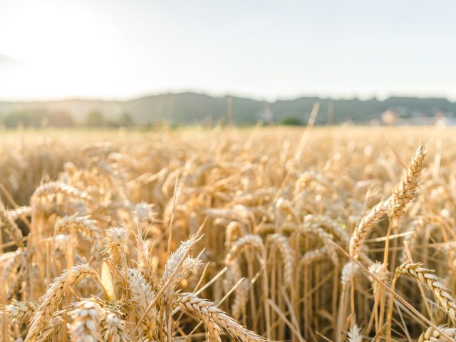 Leia mais sobre o artigo SC incentiva agricultores com ações direcionadas às culturas de inverno