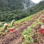 Epagri e agricultores revolucionam a produção de mandioquinha-salsa em Santa Catarina