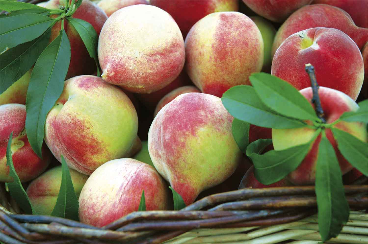 Image hover effect image