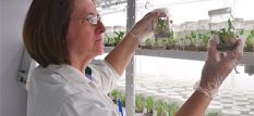 IMG-Laboratorio-cultivar