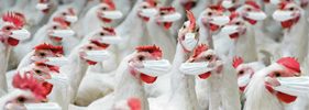banner-influenza-avicultura
